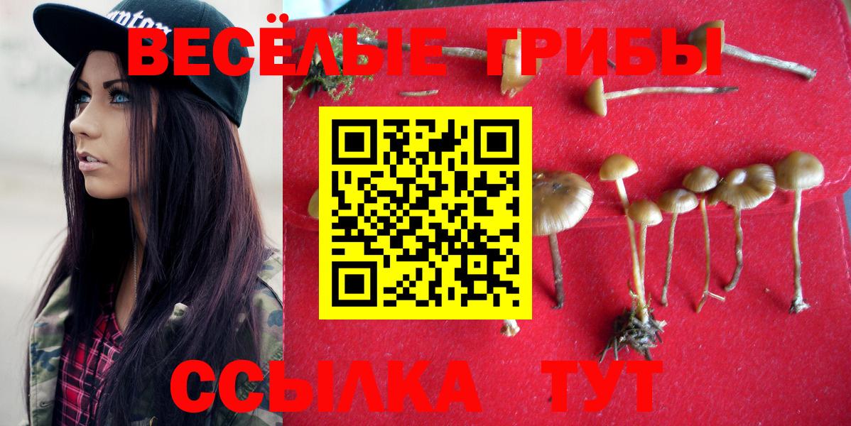 где продают   Галлюциногенные грибы Psilocybe  Вход с VPN  Избербаш 